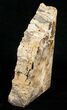 Oregon Petrified Wood Bookends - Oak #5050-3